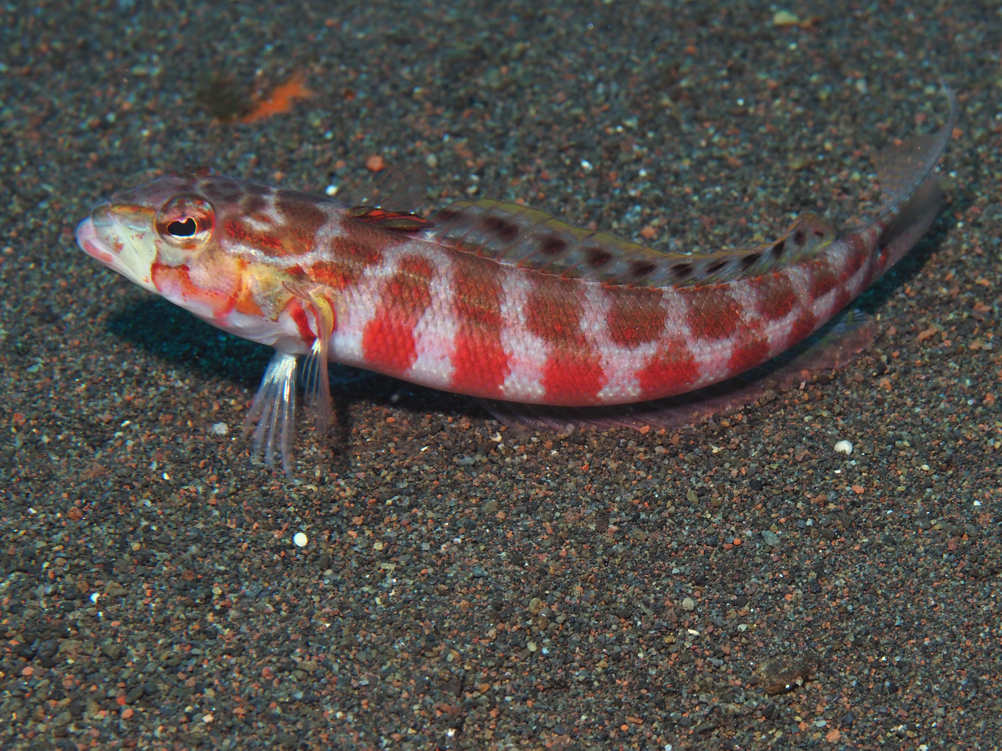 Redspotted Sandperch - Parapercis schauinslandii