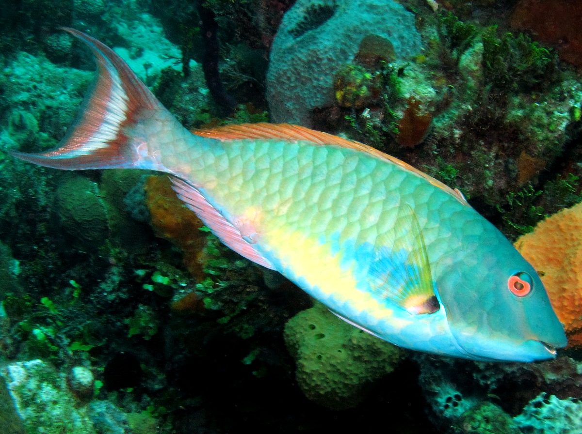 Redtail Parrotfish - Sparisoma chrysopterum