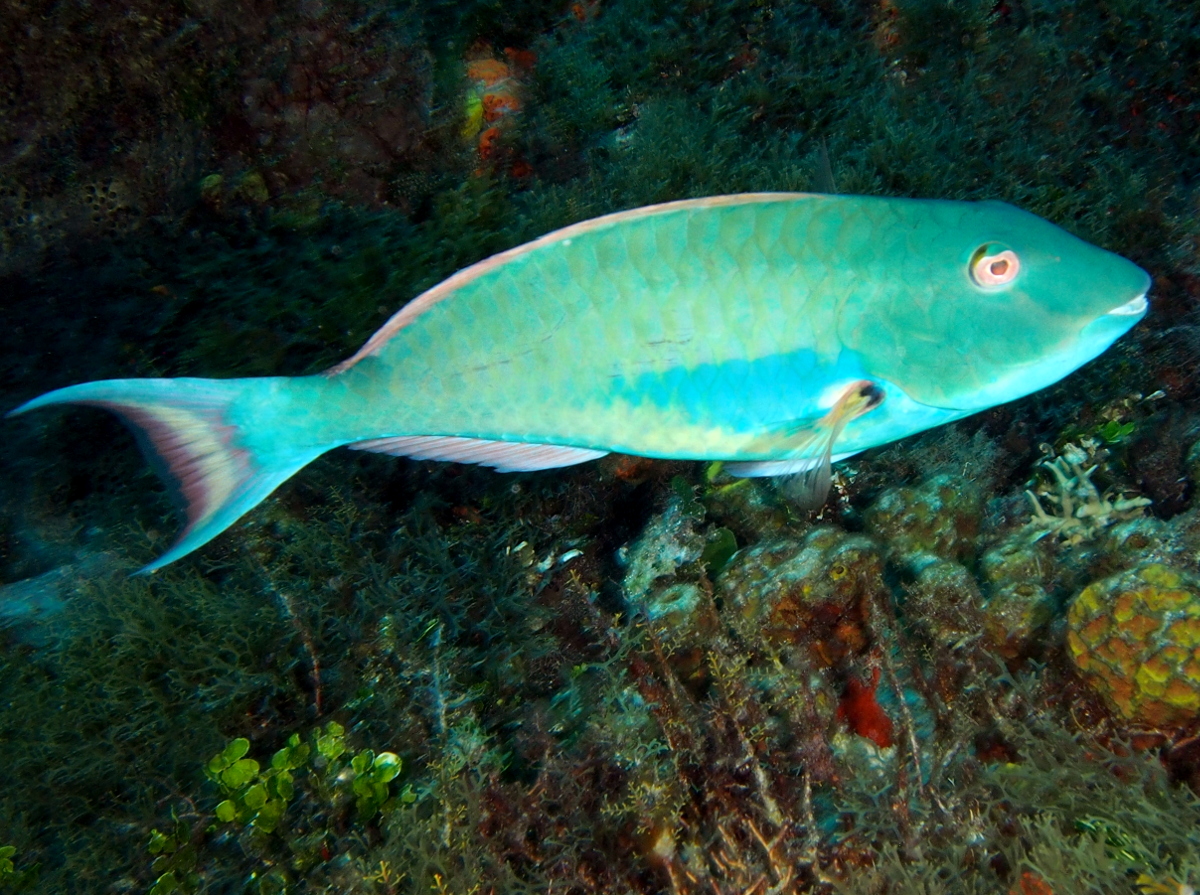 Redtail Parrotfish - Sparisoma chrysopterum