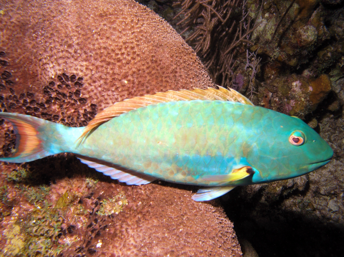 Redtail Parrotfish - Sparisoma chrysopterum