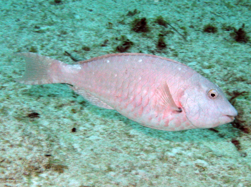 Redtail Parrotfish - Sparisoma chrysopterum