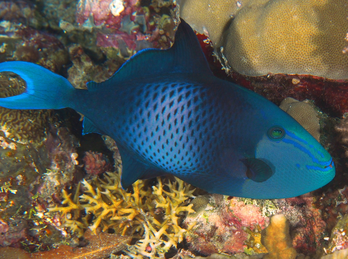 Redtoothed Triggerfish - Odonus niger