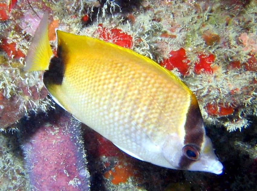 Reef Butterflyfish - Chaetodon sedentarius