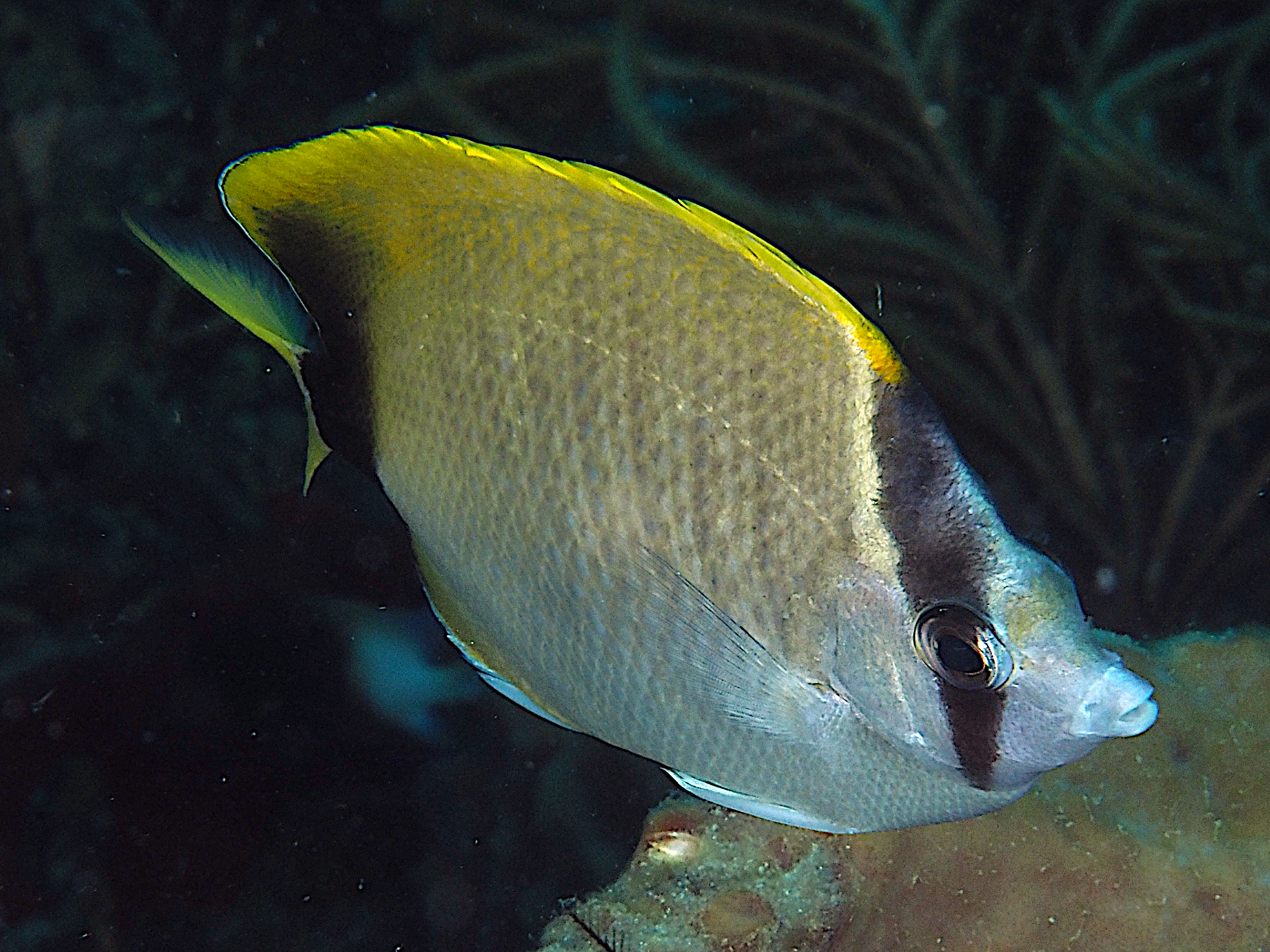 Reef Butterflyfish - Chaetodon sedentarius