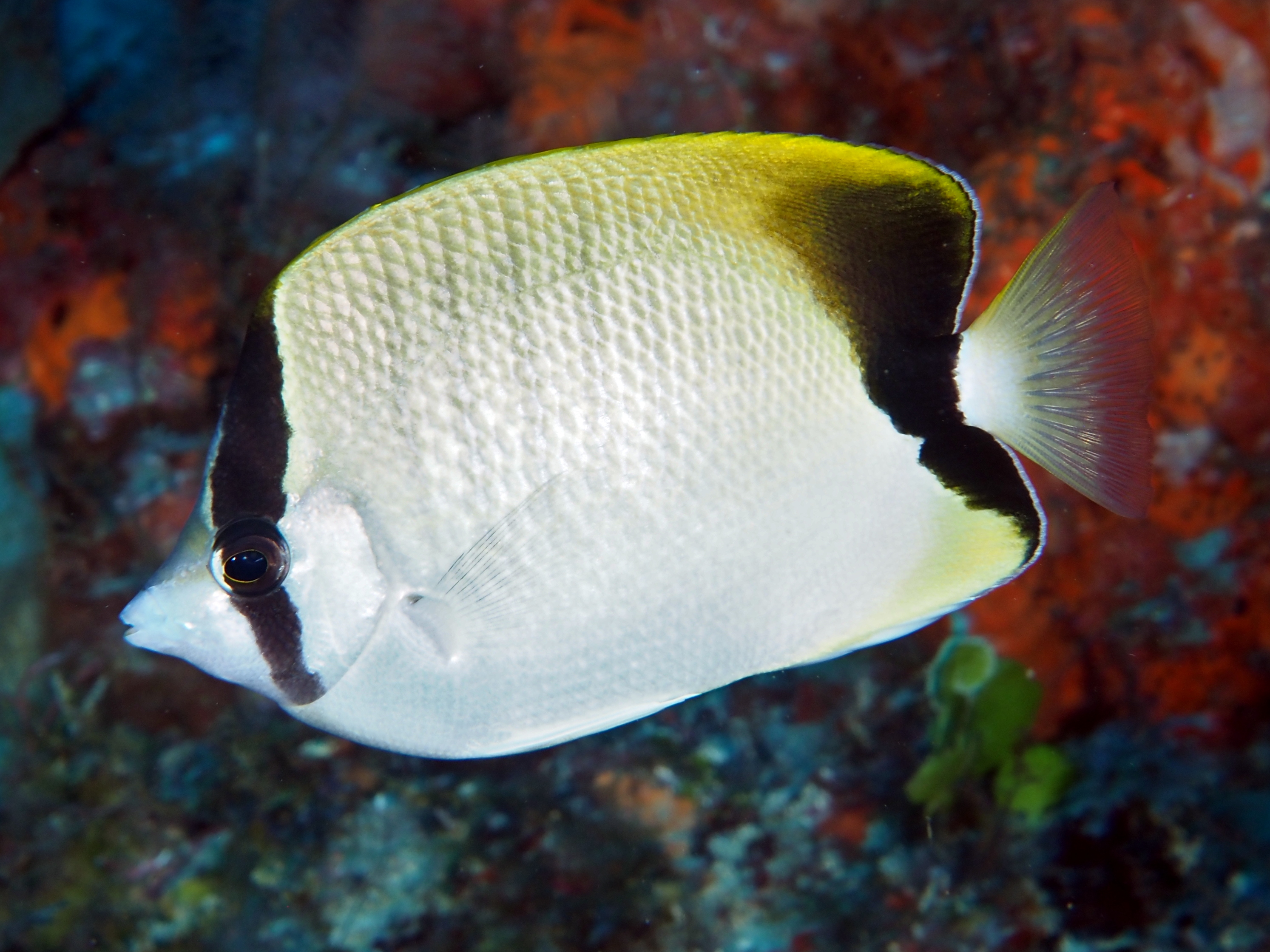 Reef Butterflyfish - Chaetodon sedentarius
