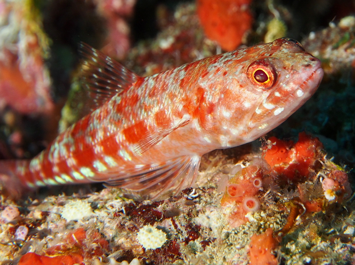 Reef Lizardfish - Synodus variegatus