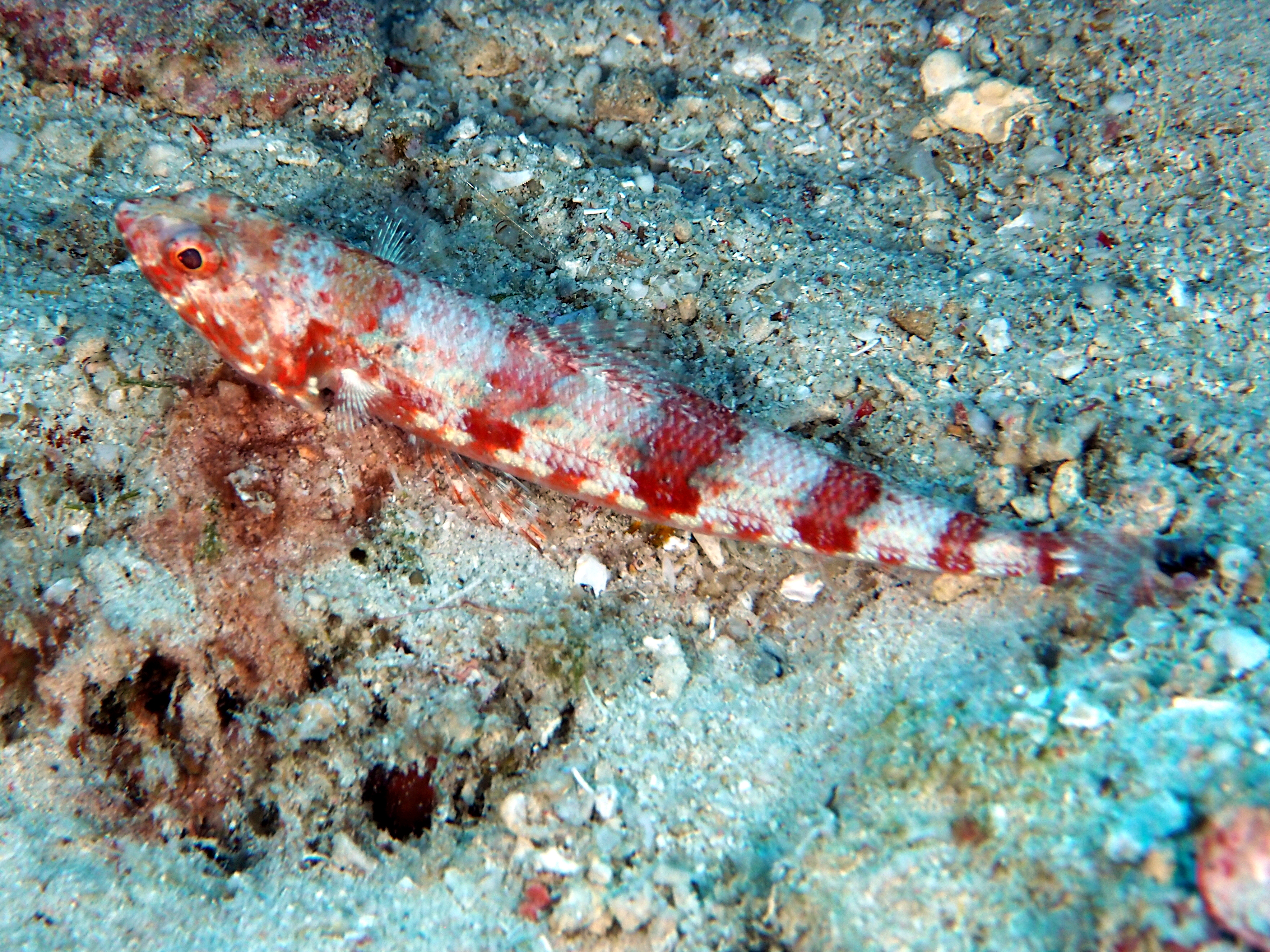 Reef Lizardfish - Synodus variegatus