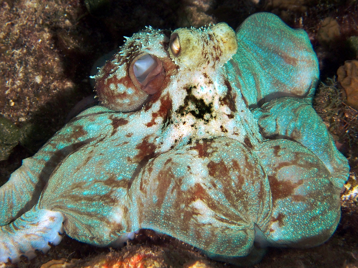 Caribbean Reef Octopus - Octopus briareus