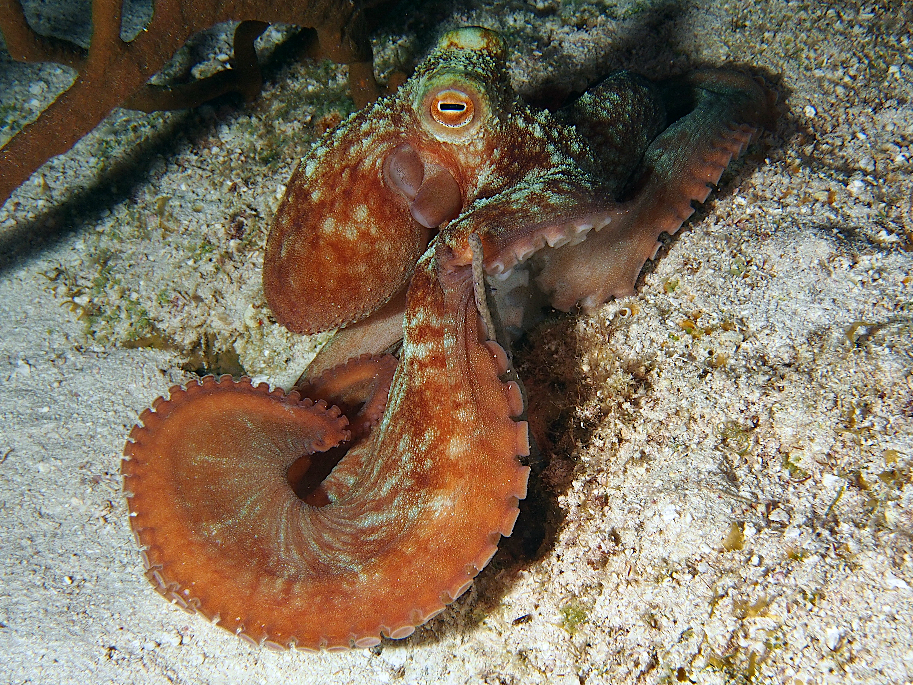 Caribbean Reef Octopus - Octopus briareus