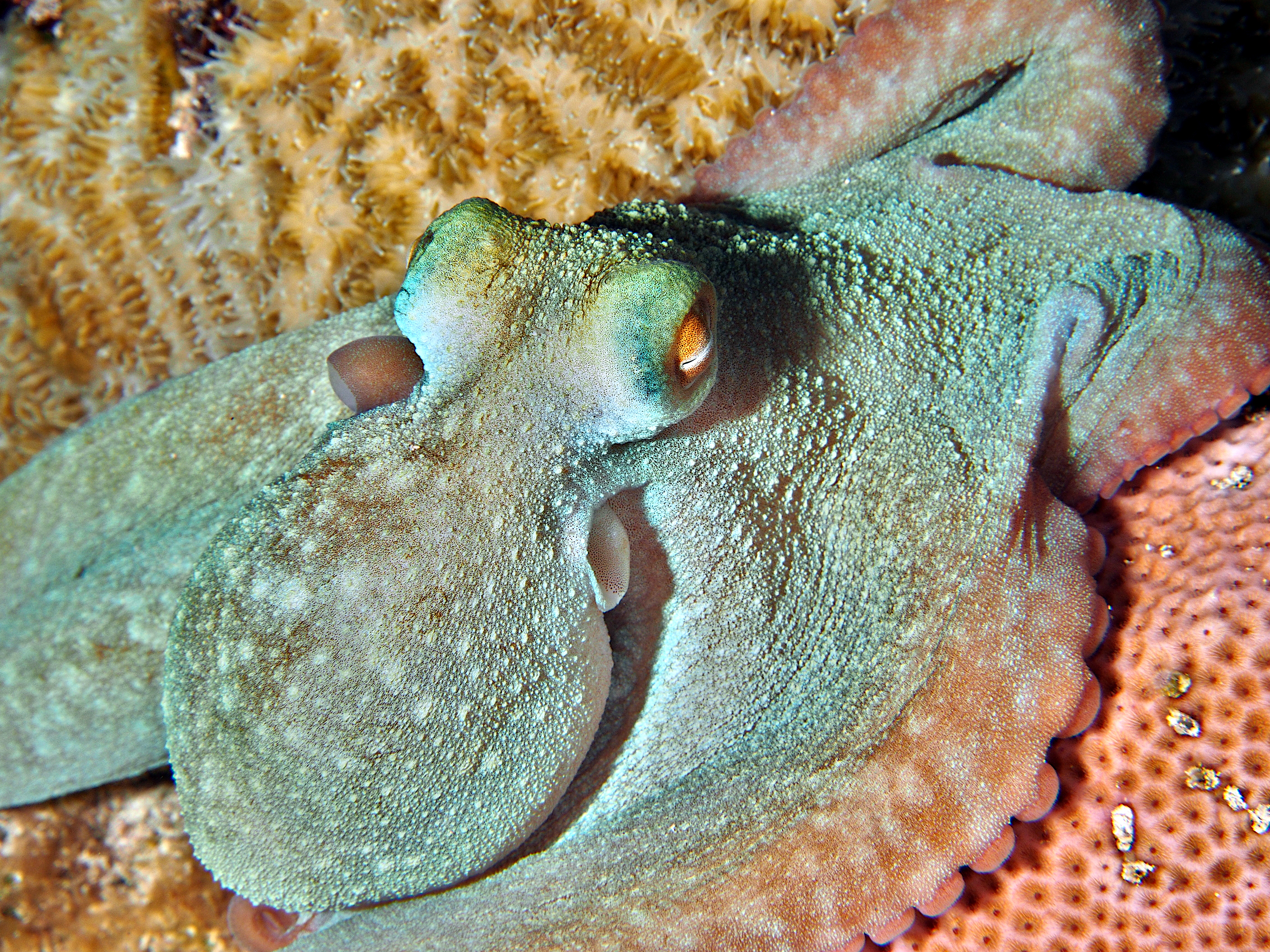 Caribbean Reef Octopus - Octopus briareus