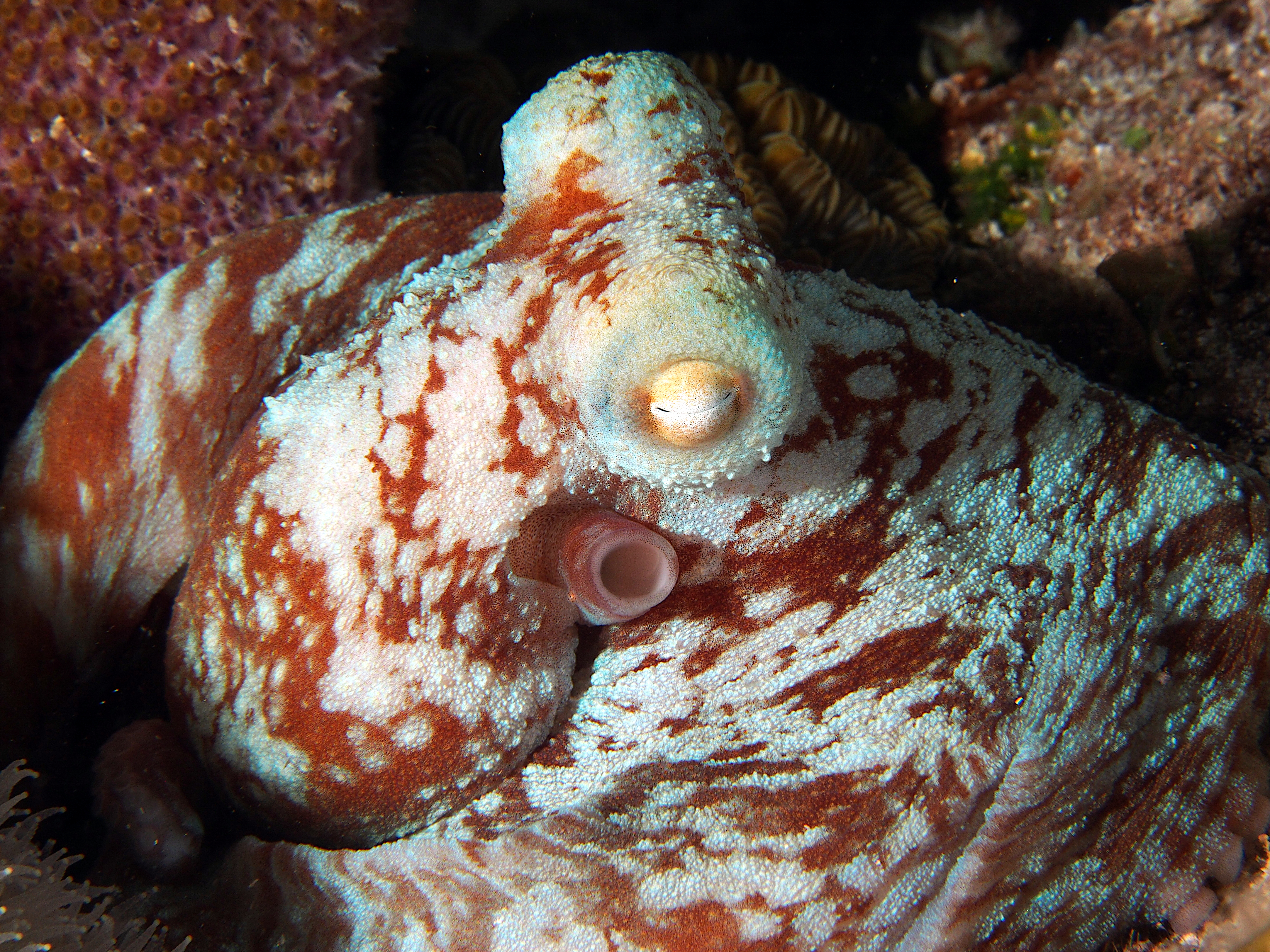 Caribbean Reef Octopus - Octopus briareus