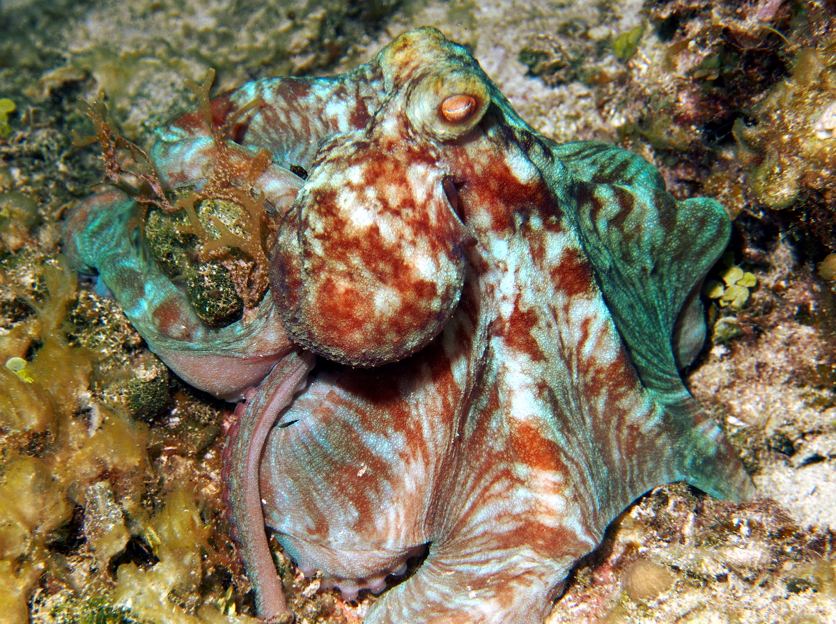 Caribbean Reef Octopus - Octopus briareus