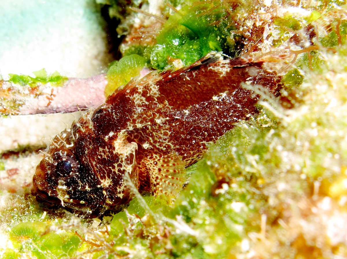 Reef Scorpionfish - Scorpaenodes caribbaeus