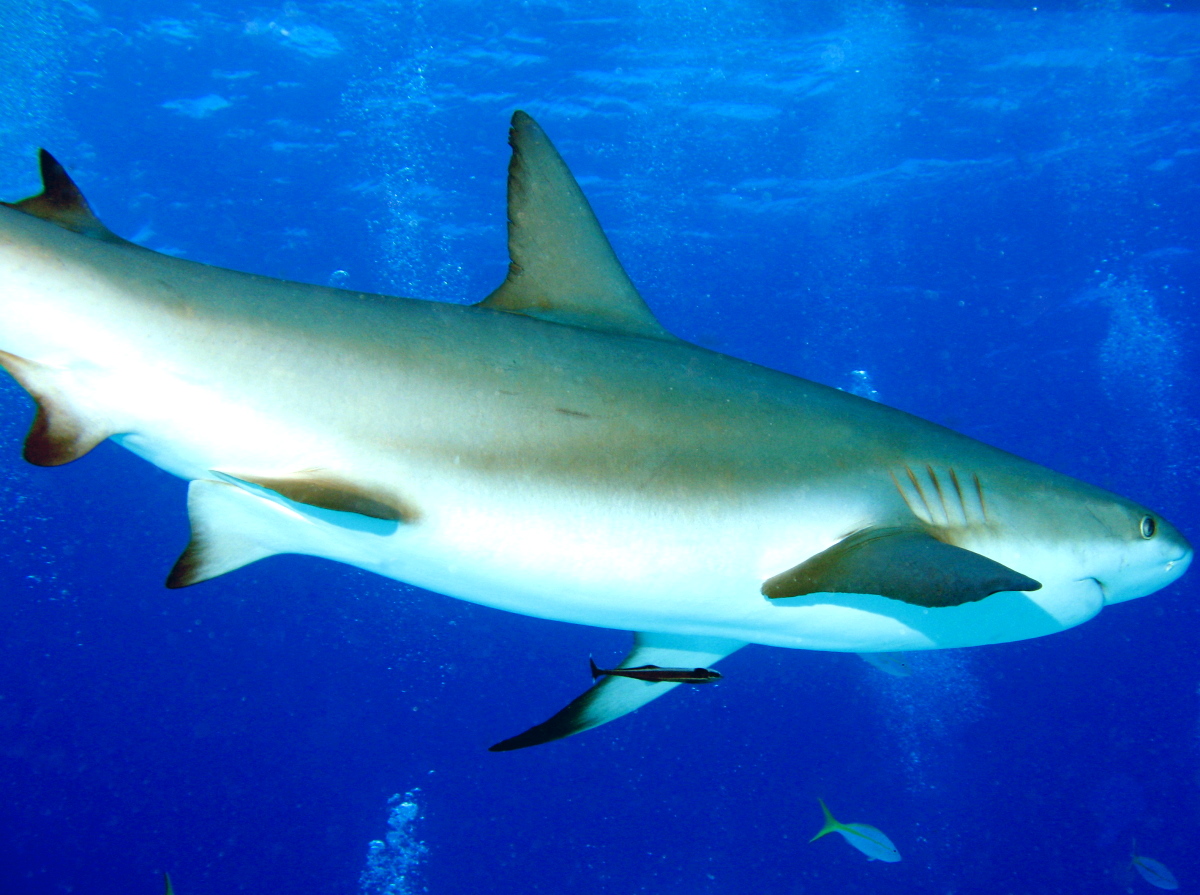 Caribbean Reef Shark - Carcharhinus perezii