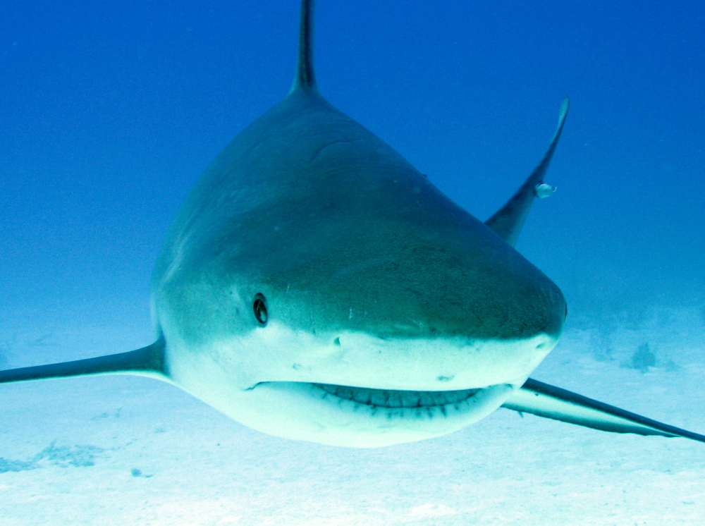 Caribbean Reef Shark - Carcharhinus perezii