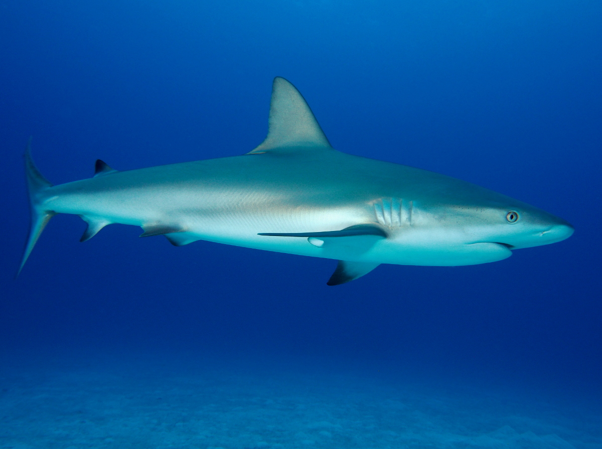 Caribbean Reef Shark - Carcharhinus perezii