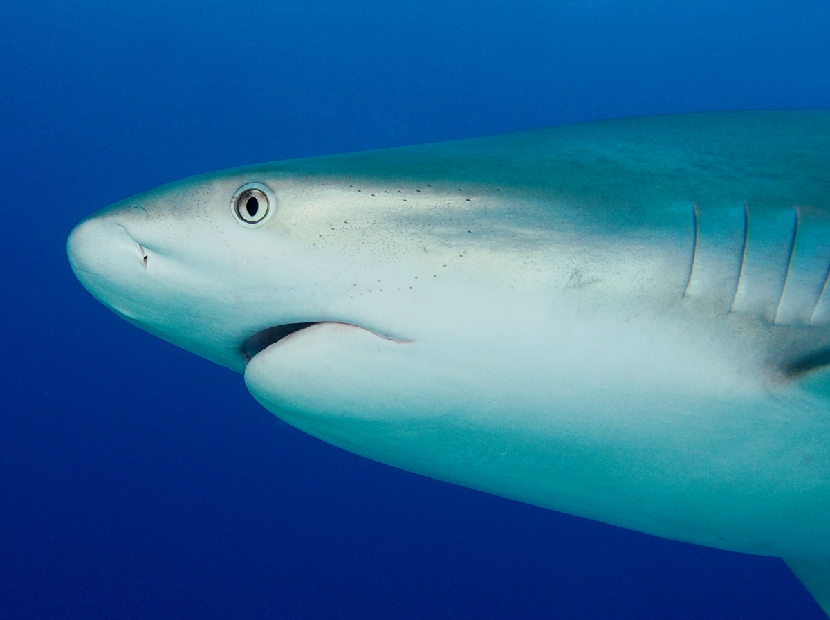 Caribbean Reef Shark - Carcharhinus perezii