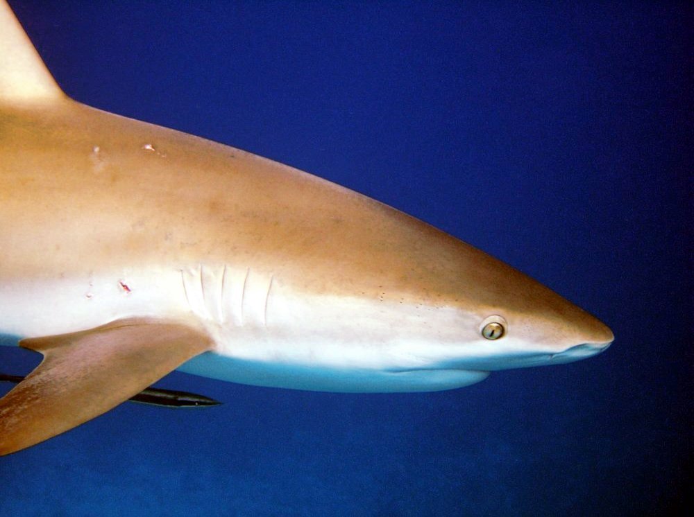 Caribbean Reef Shark - Carcharhinus perezii