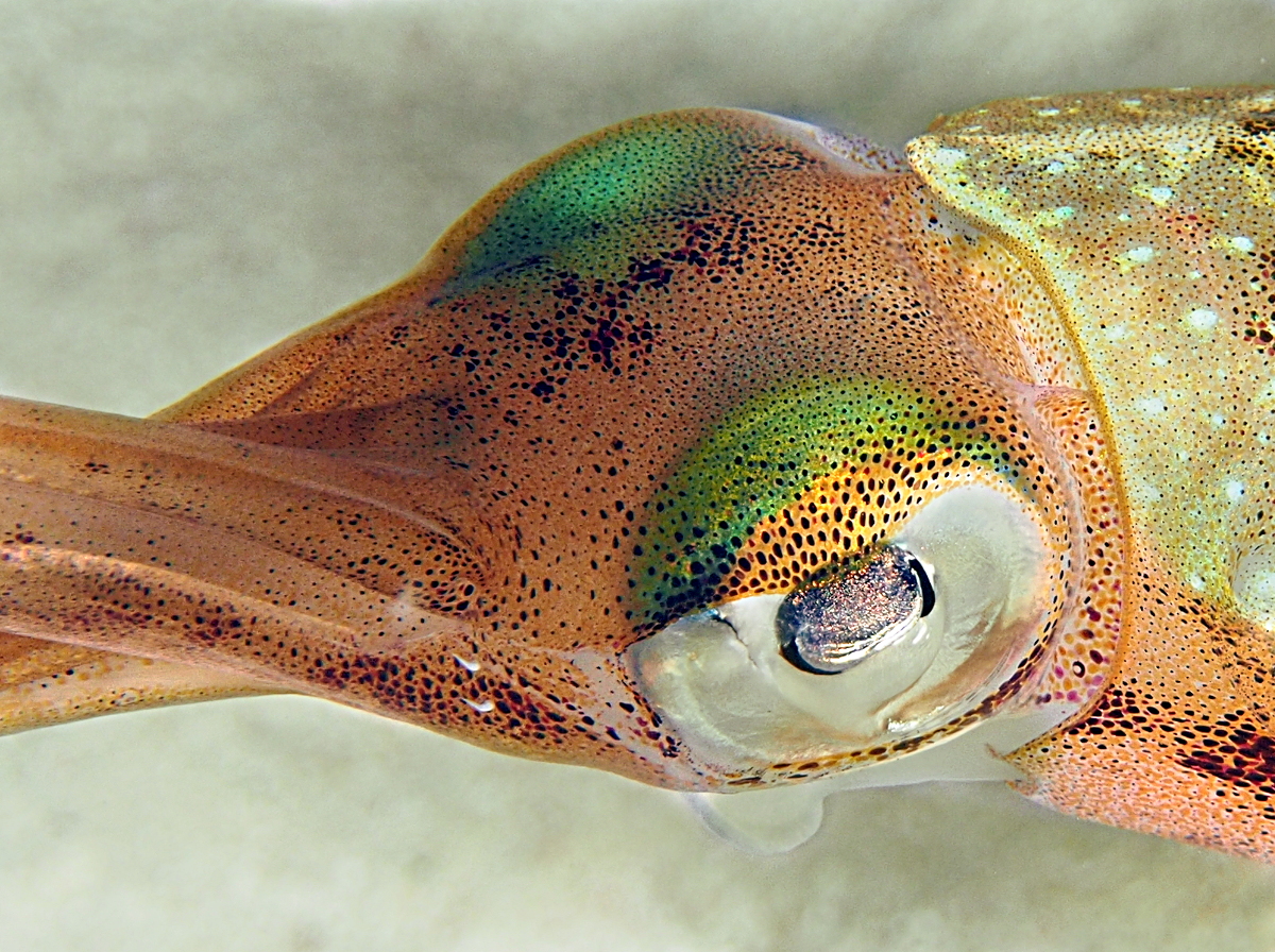 Caribbean Reef Squid - Sepioteuthis sepioidea