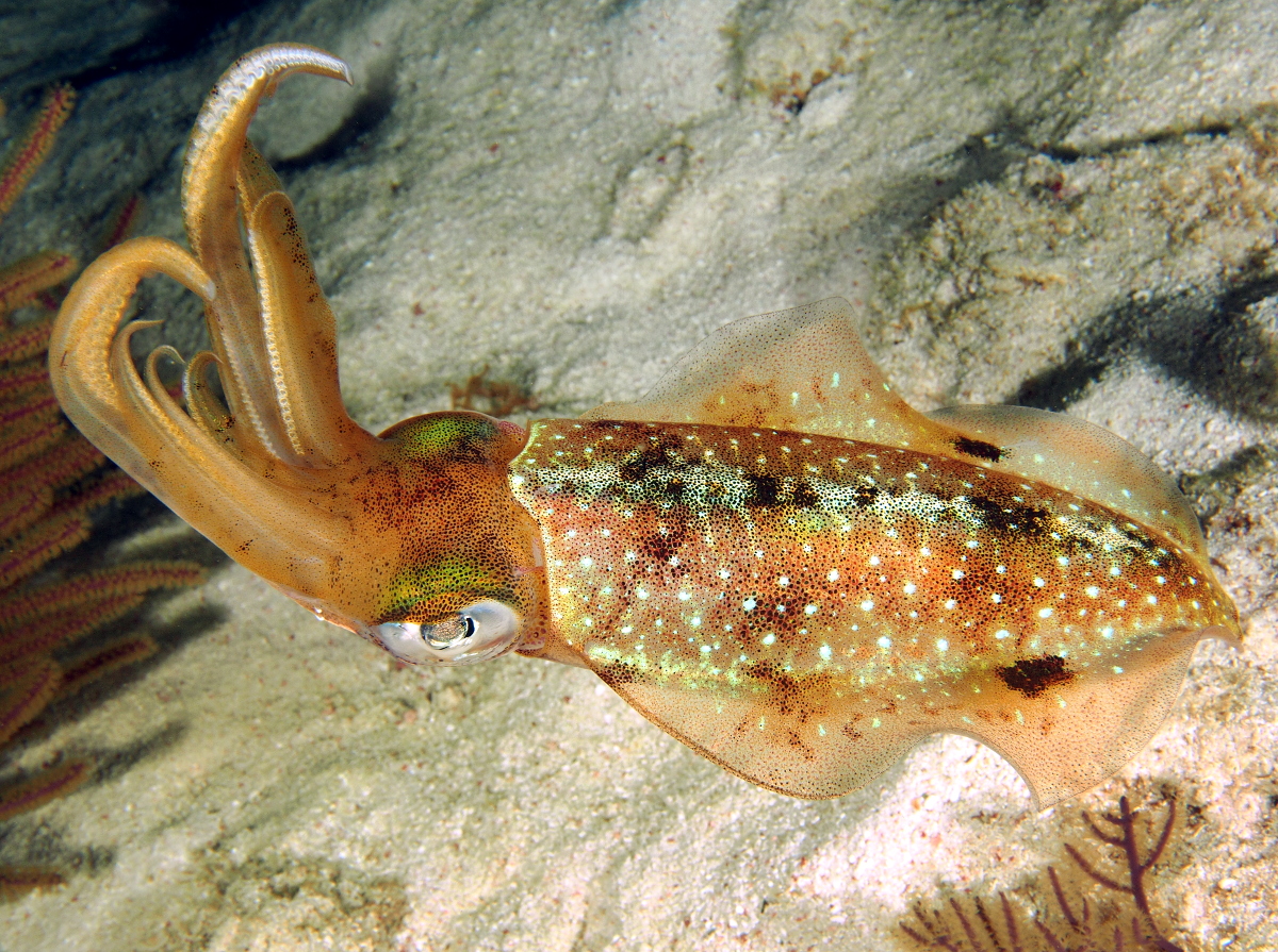 Caribbean Reef Squid - Sepioteuthis sepioidea