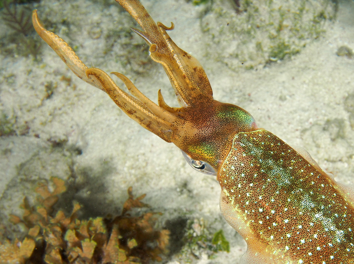 Caribbean Reef Squid - Sepioteuthis sepioidea