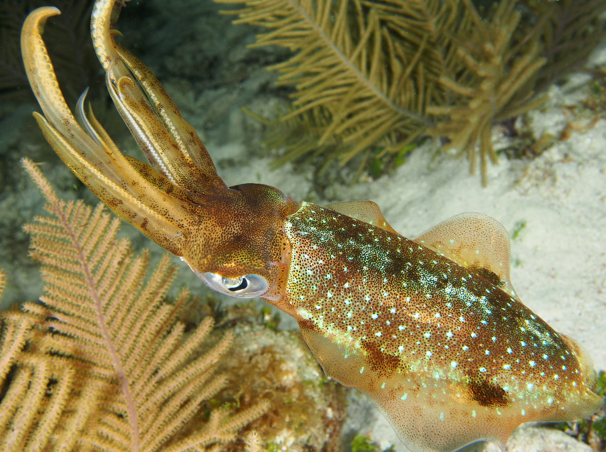 Caribbean Reef Squid - Sepioteuthis sepioidea