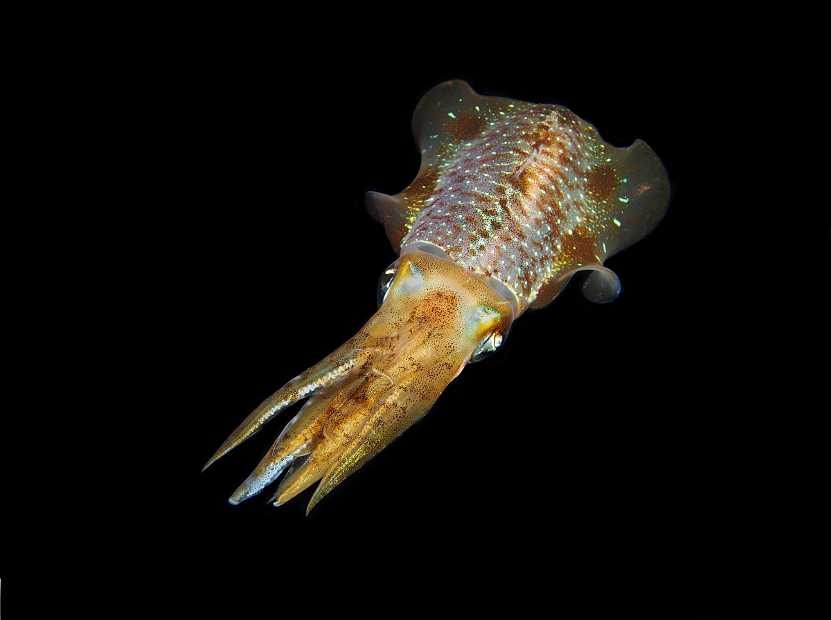 Caribbean Reef Squid - Sepioteuthis sepioidea