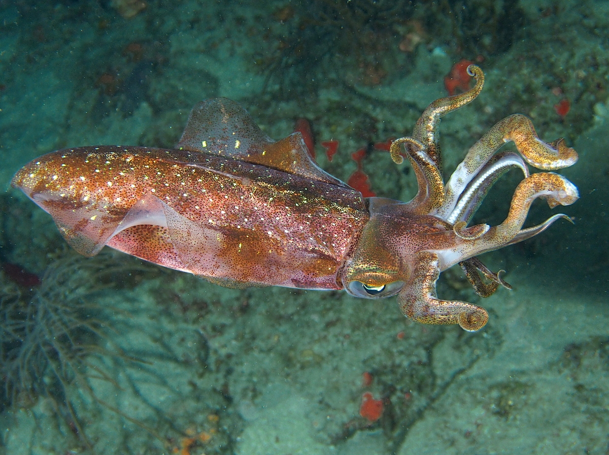 Caribbean Reef Squid - Sepioteuthis sepioidea