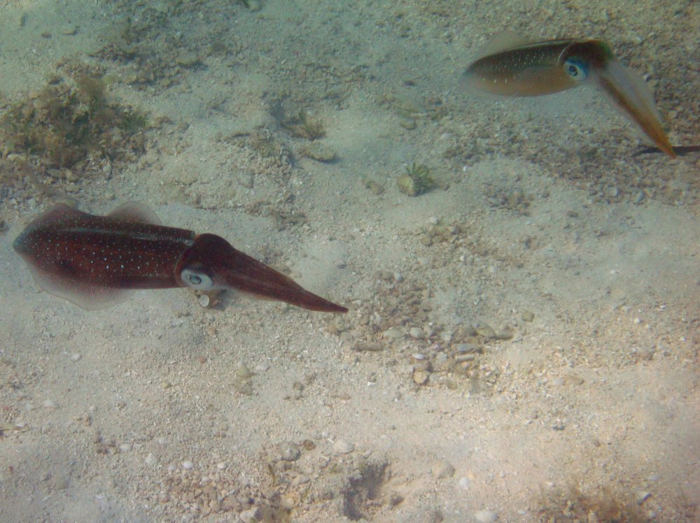 Caribbean Reef Squid - Sepioteuthis sepioidea