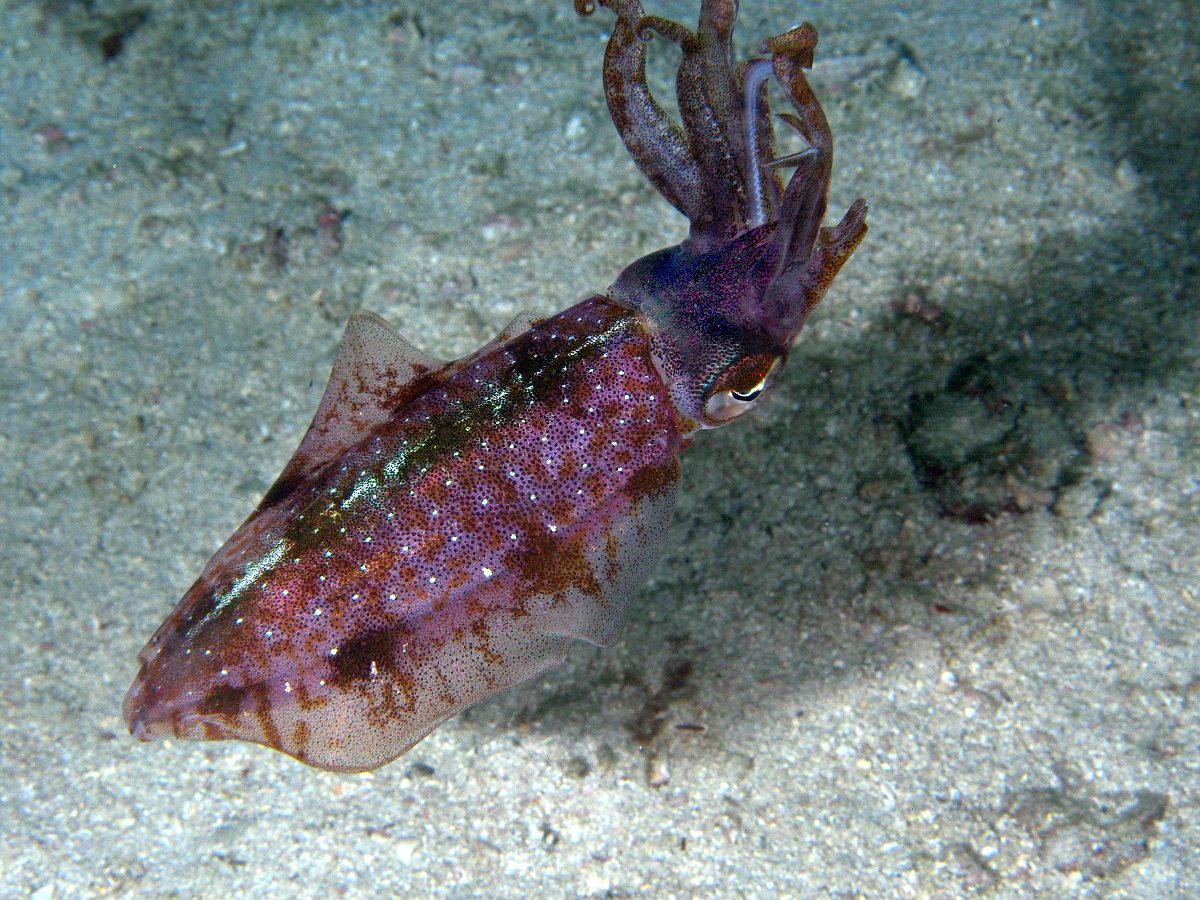 Caribbean Reef Squid - Sepioteuthis sepioidea