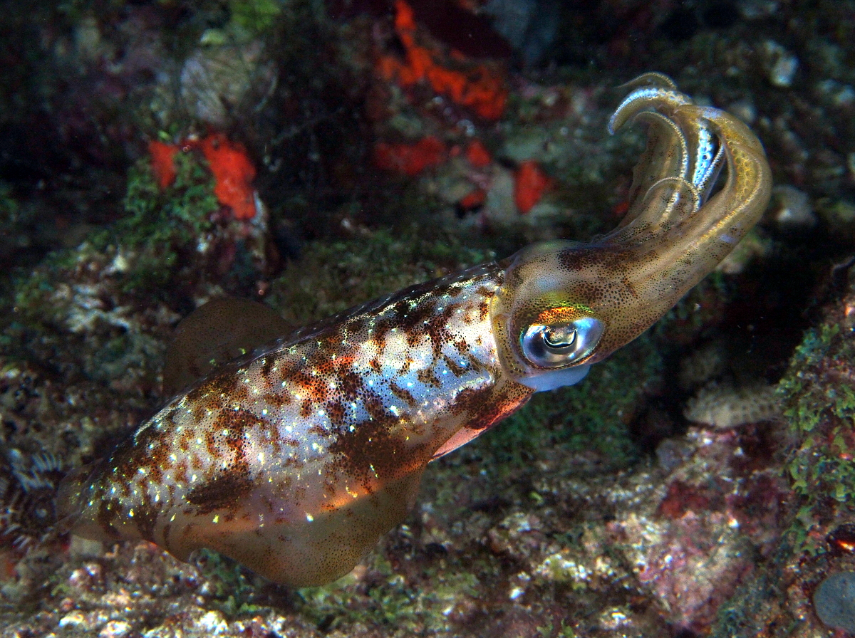 Caribbean Reef Squid - Sepioteuthis sepioidea