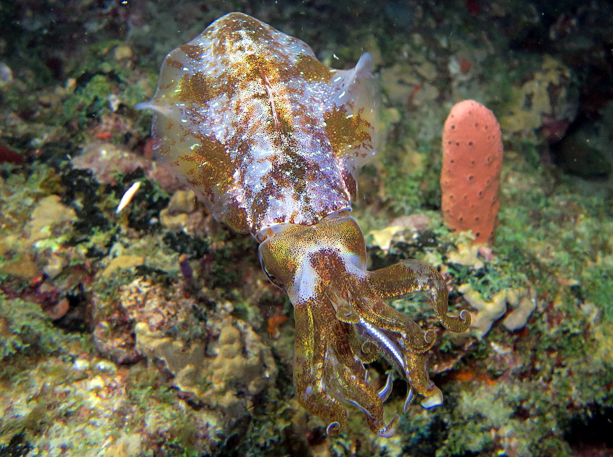 Caribbean Reef Squid - Sepioteuthis sepioidea