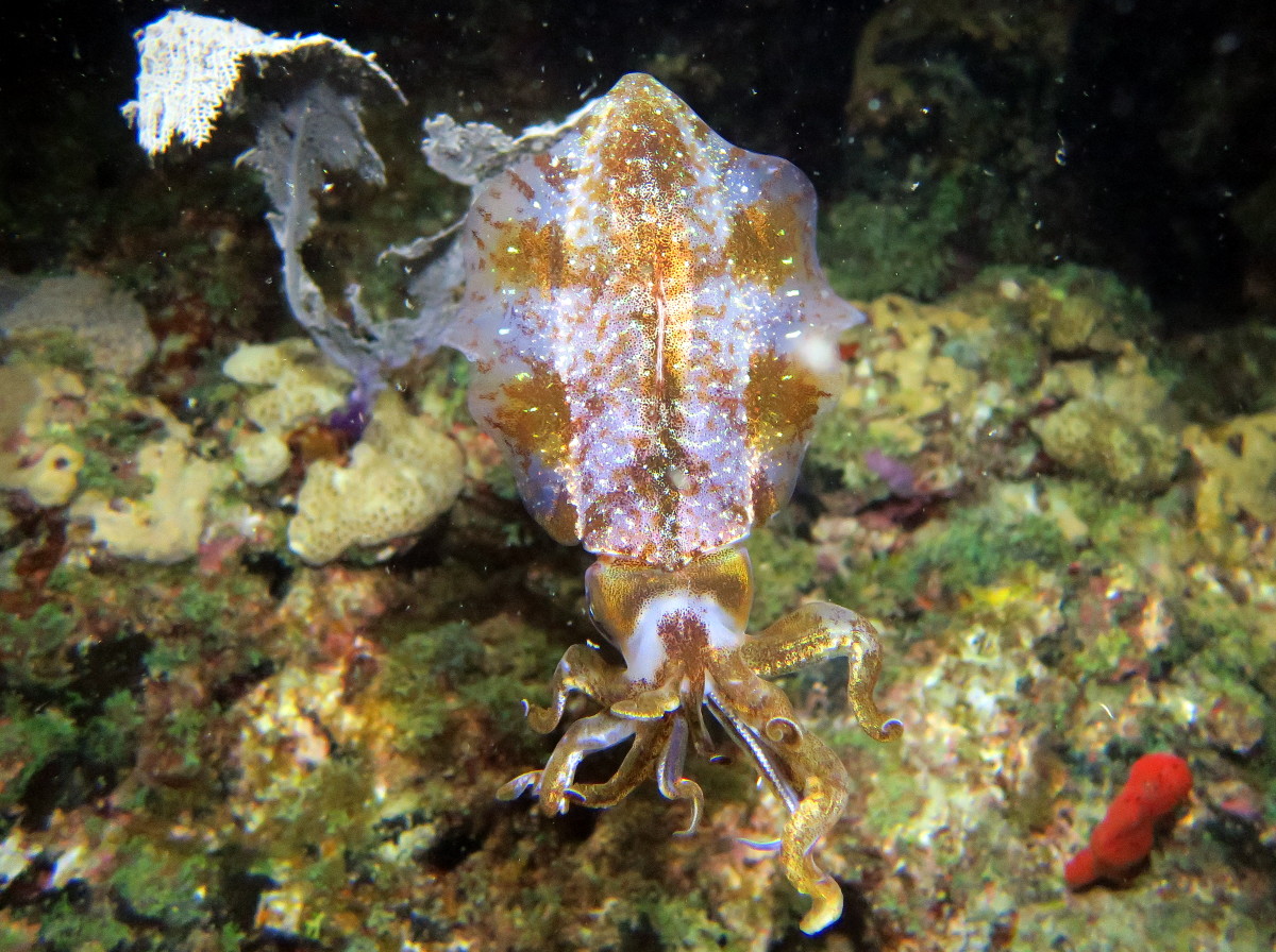 Caribbean Reef Squid - Sepioteuthis sepioidea