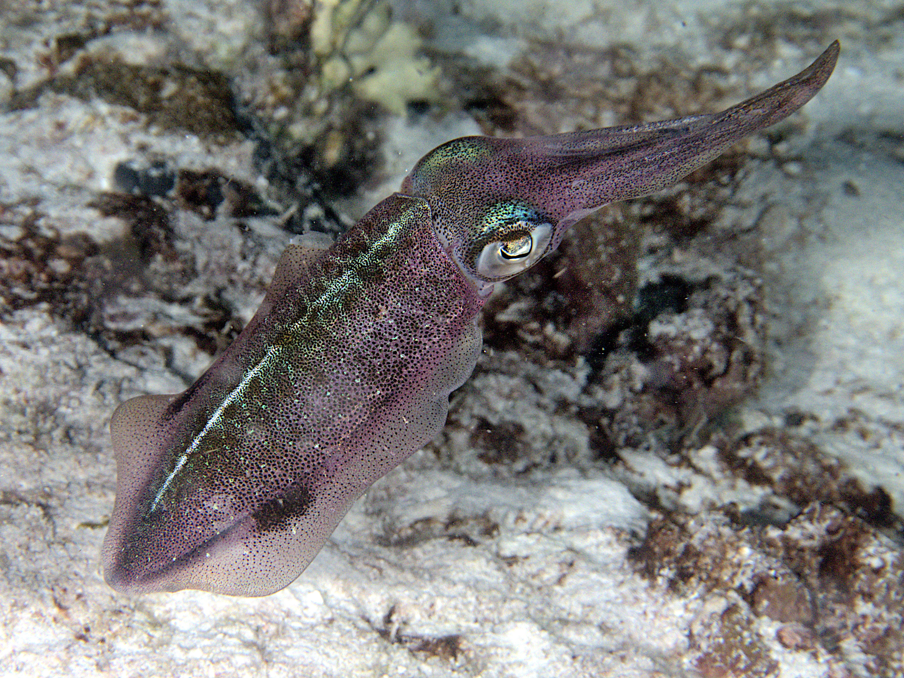 Caribbean Reef Squid - Sepioteuthis sepioidea