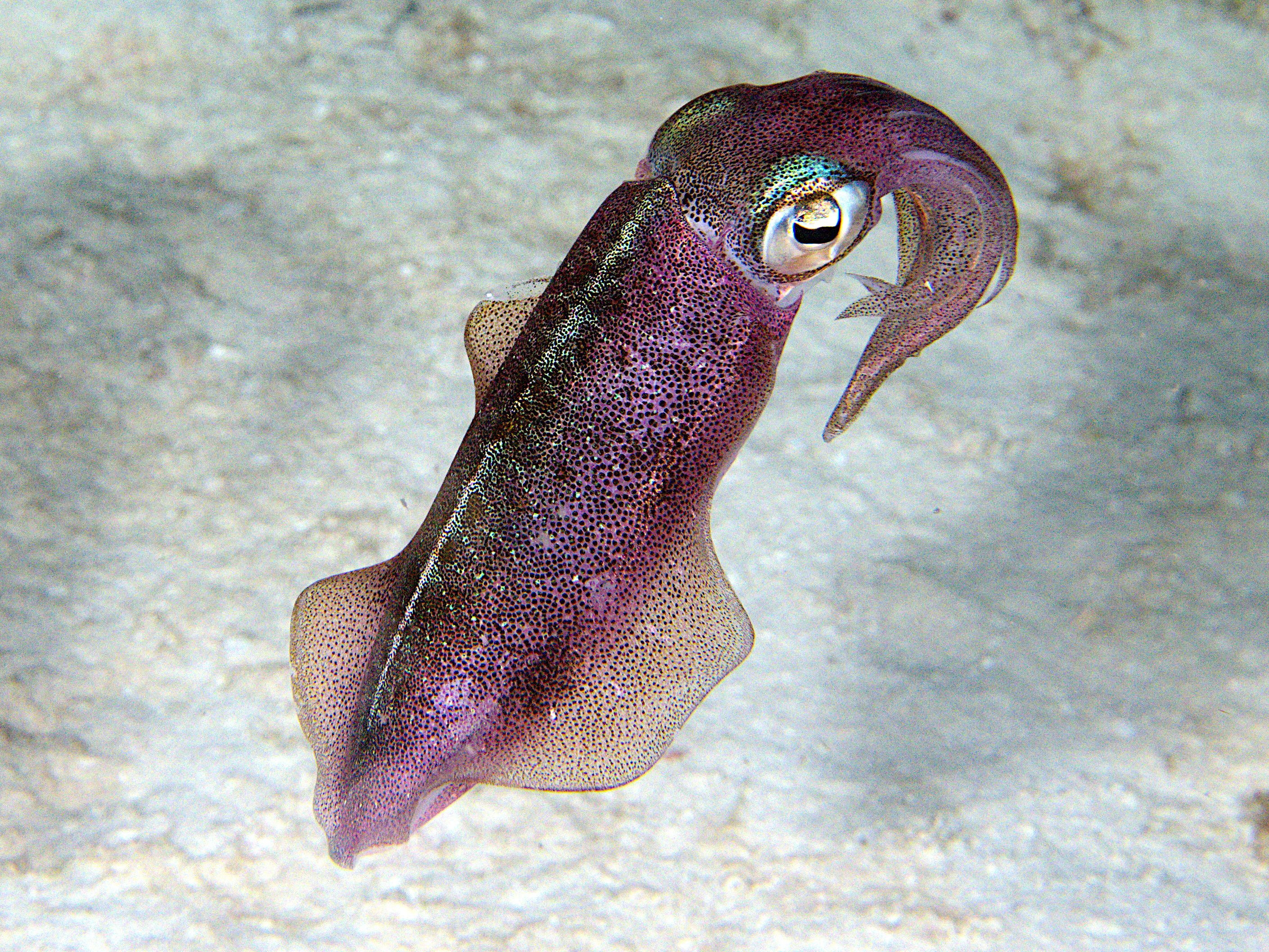 Caribbean Reef Squid - Sepioteuthis sepioidea