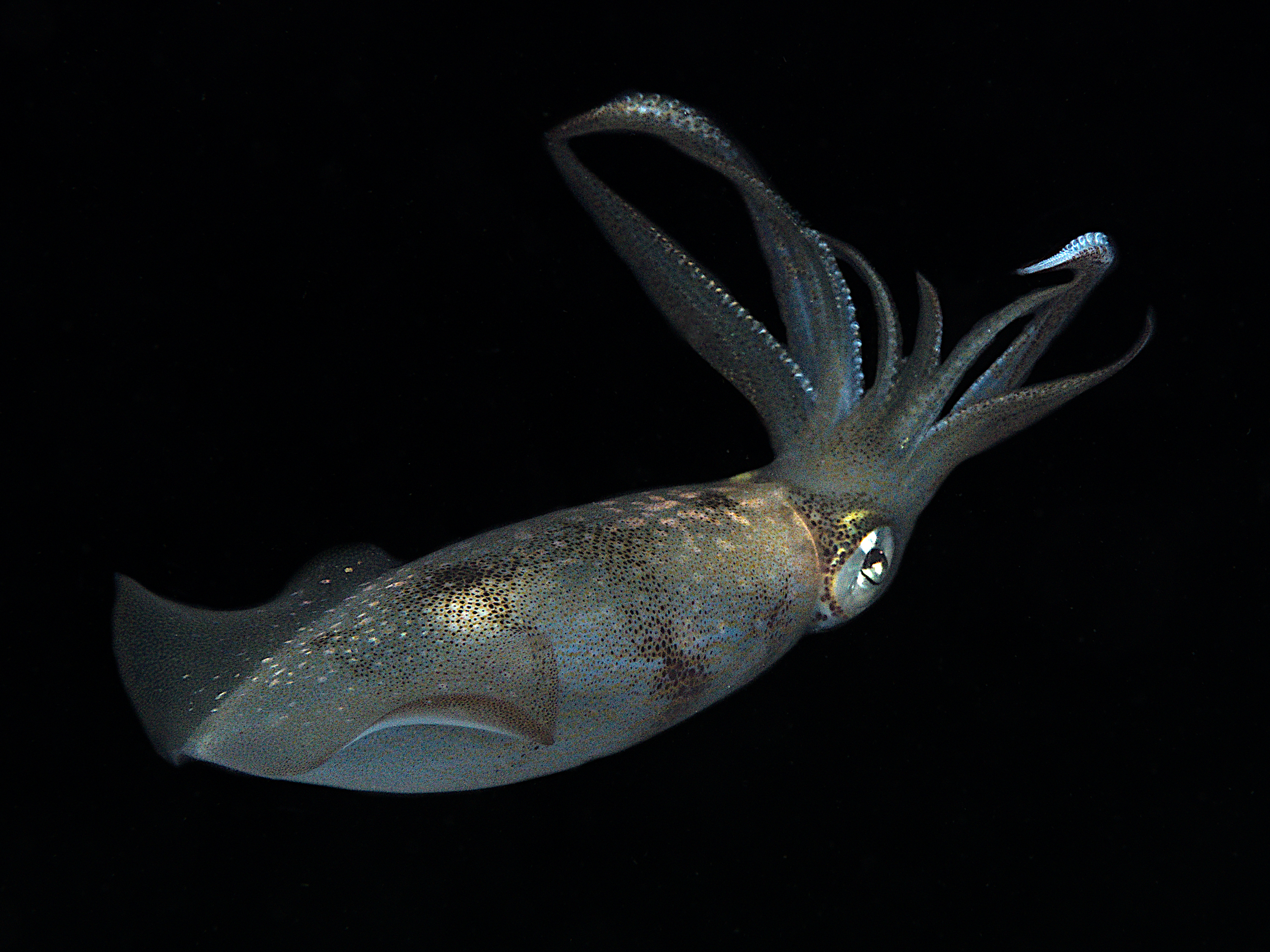 Caribbean Reef Squid - Sepioteuthis sepioidea