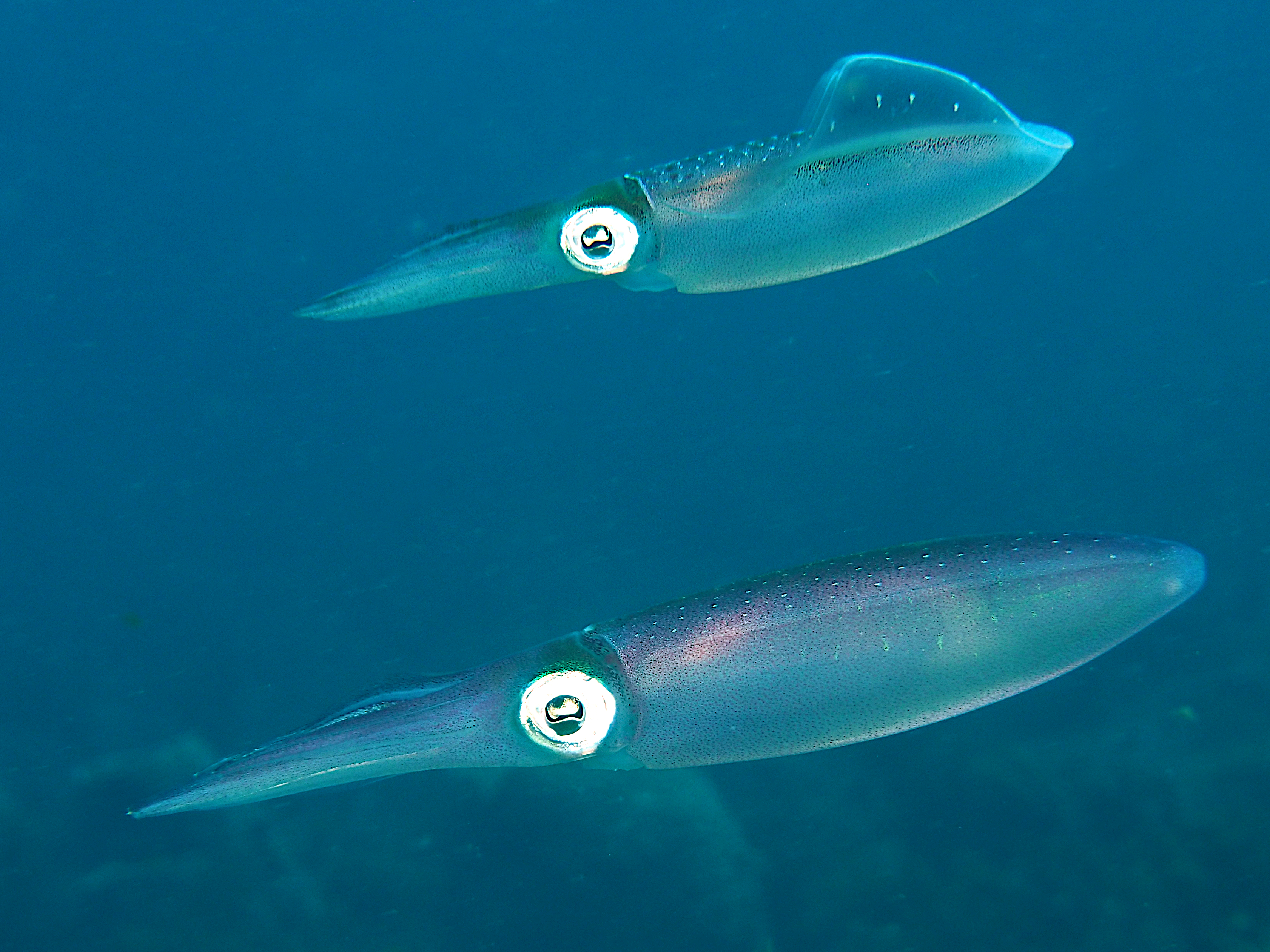 Caribbean Reef Squid - Sepioteuthis sepioidea