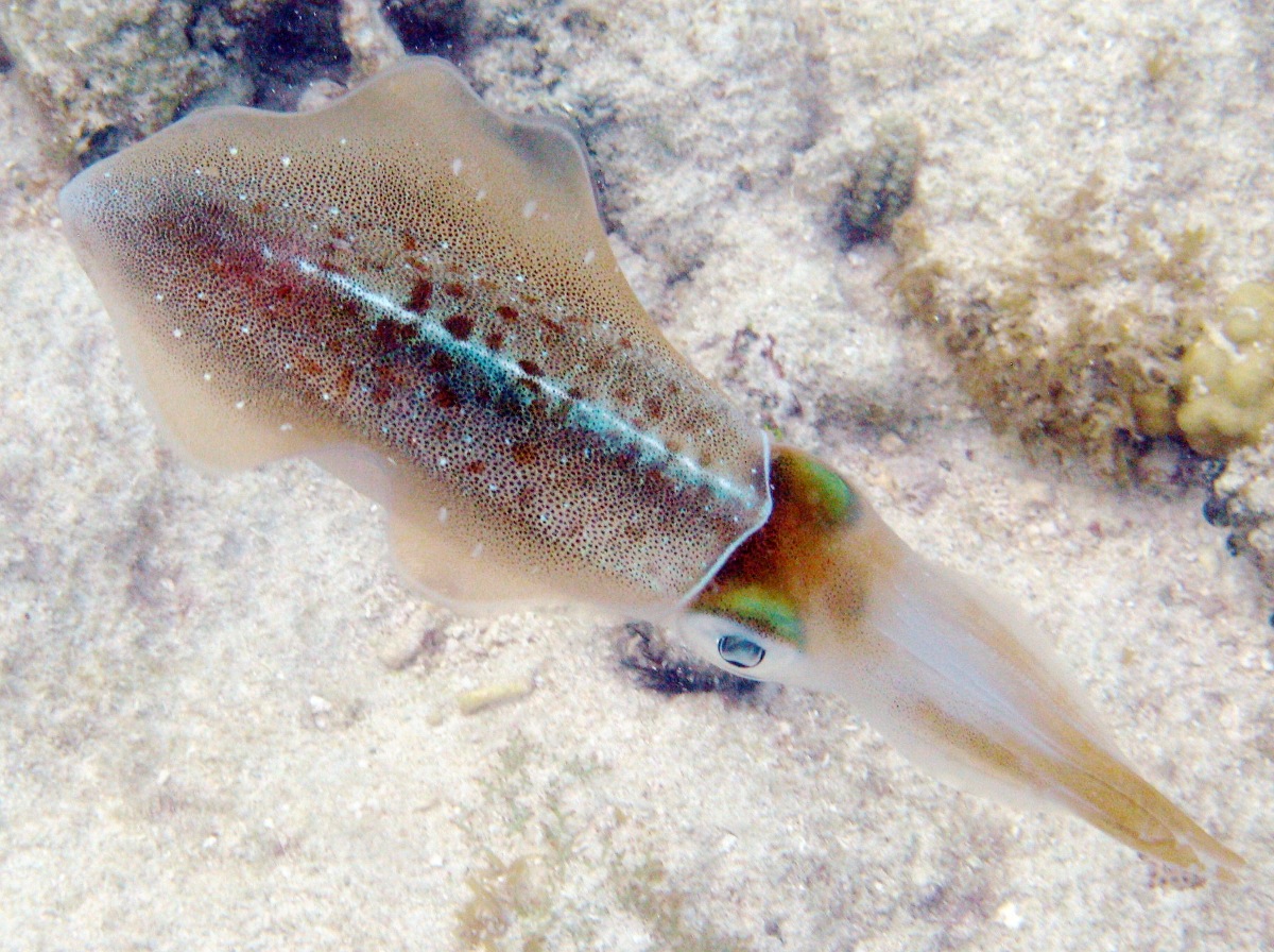 Caribbean Reef Squid - Sepioteuthis sepioidea