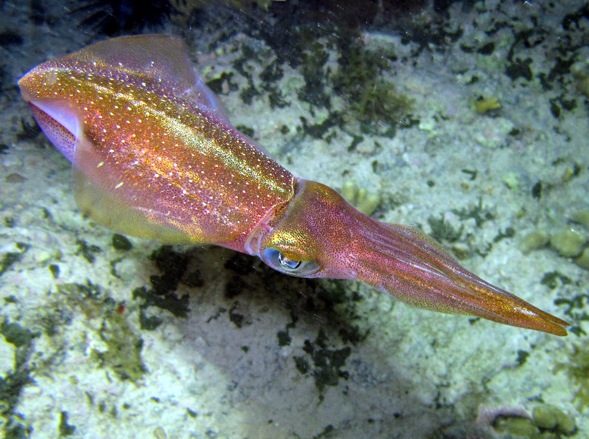 Caribbean Reef Squid - Sepioteuthis sepioidea