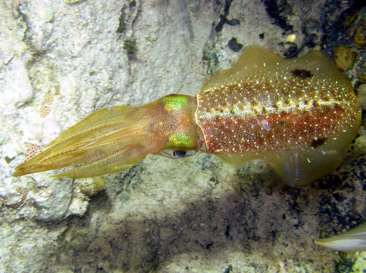 Caribbean Reef Squid - Sepioteuthis sepioidea