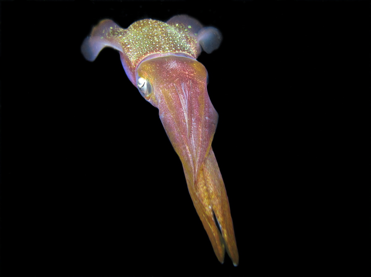 Caribbean Reef Squid - Sepioteuthis sepioidea