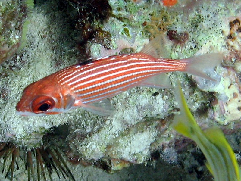 Reef Squirrelfish - Sargocentron coruscum