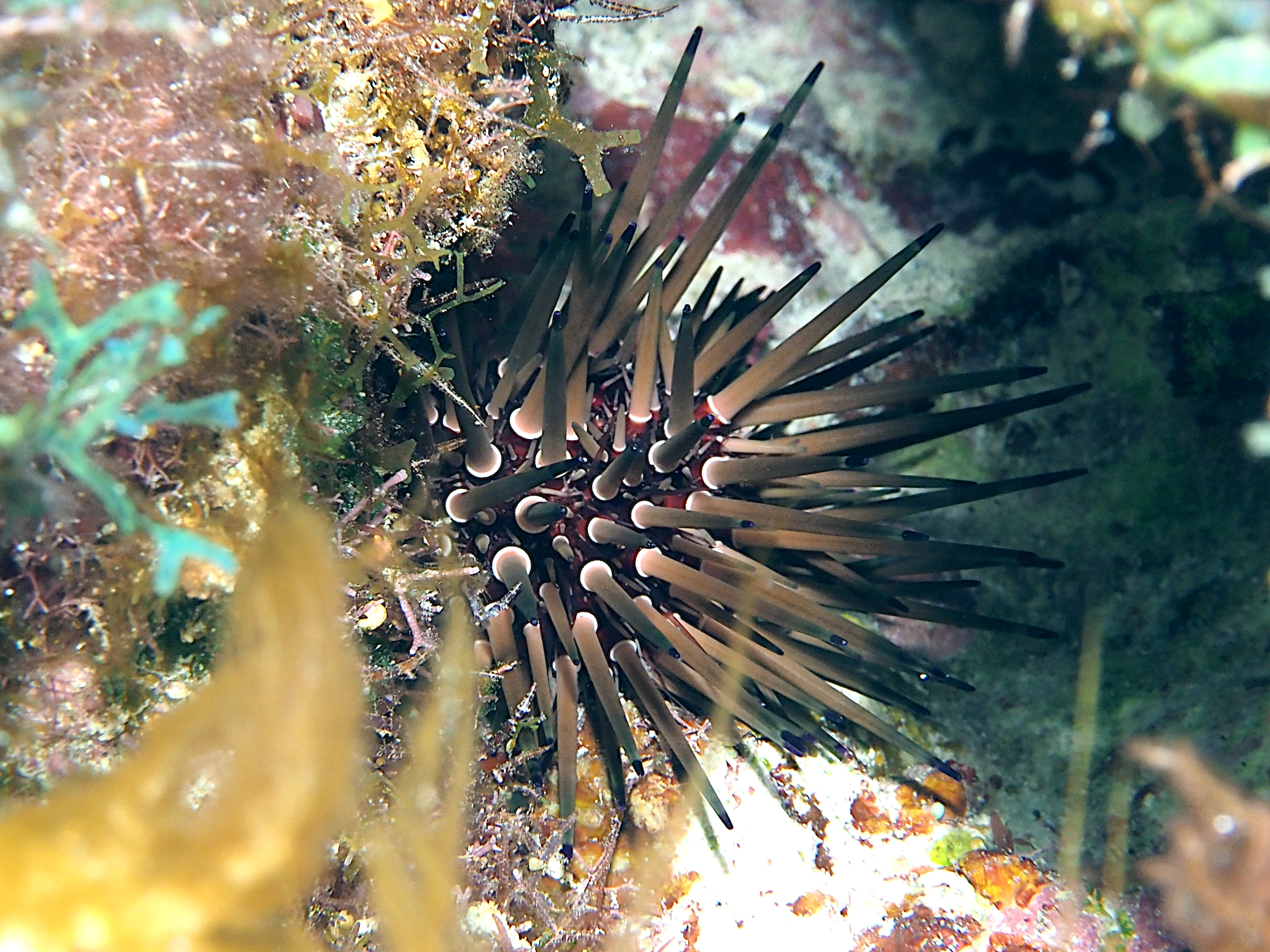 Reef Urchin - Echinometra viridis