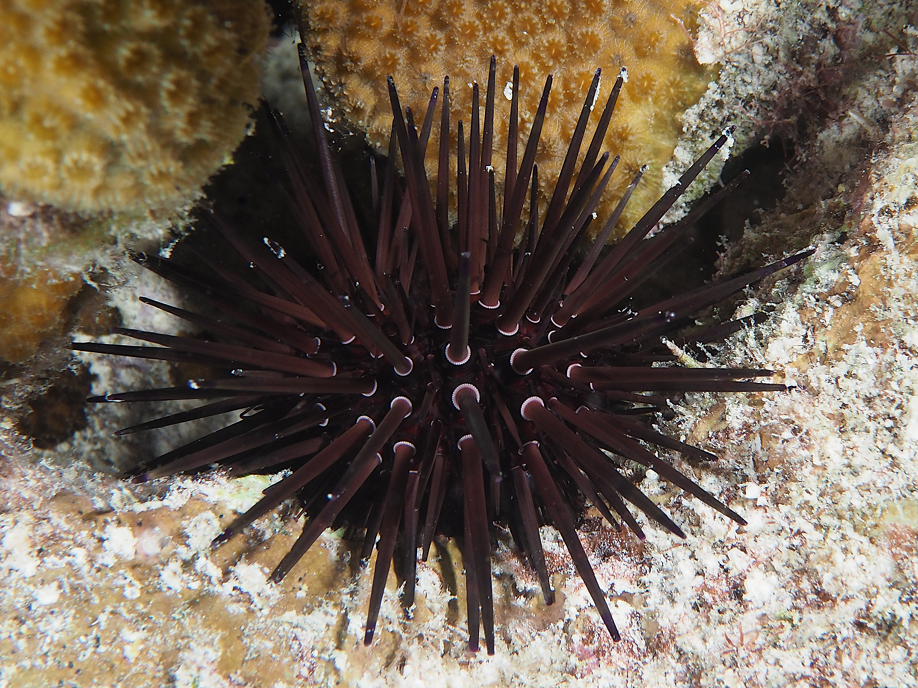 Reef Urchin - Echinometra viridis