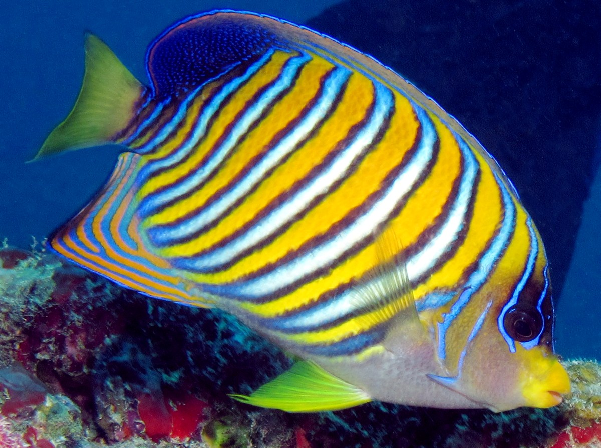 Regal Angelfish - Pygoplites diacanthus