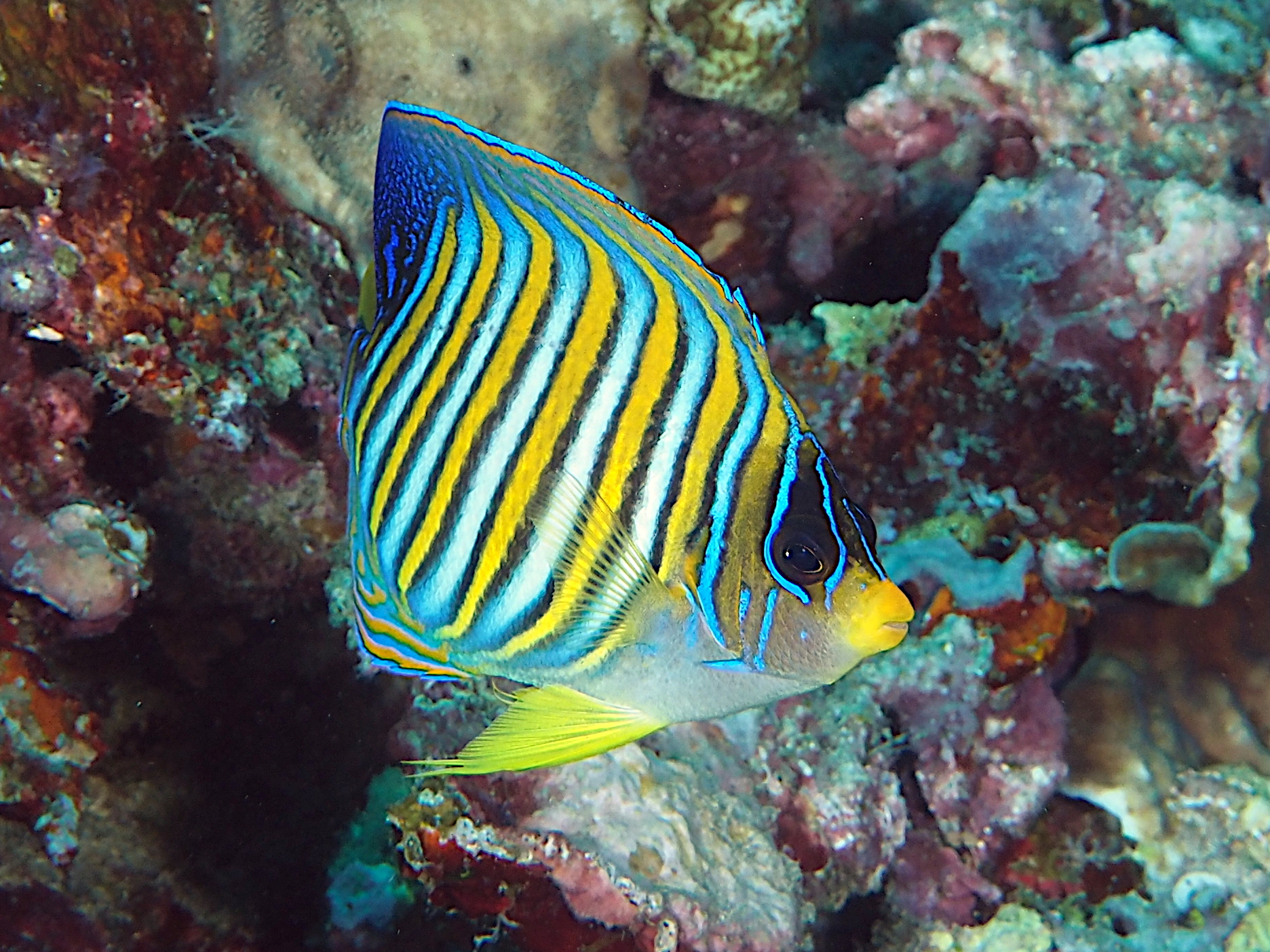 Regal Angelfish - Pygoplites diacanthus