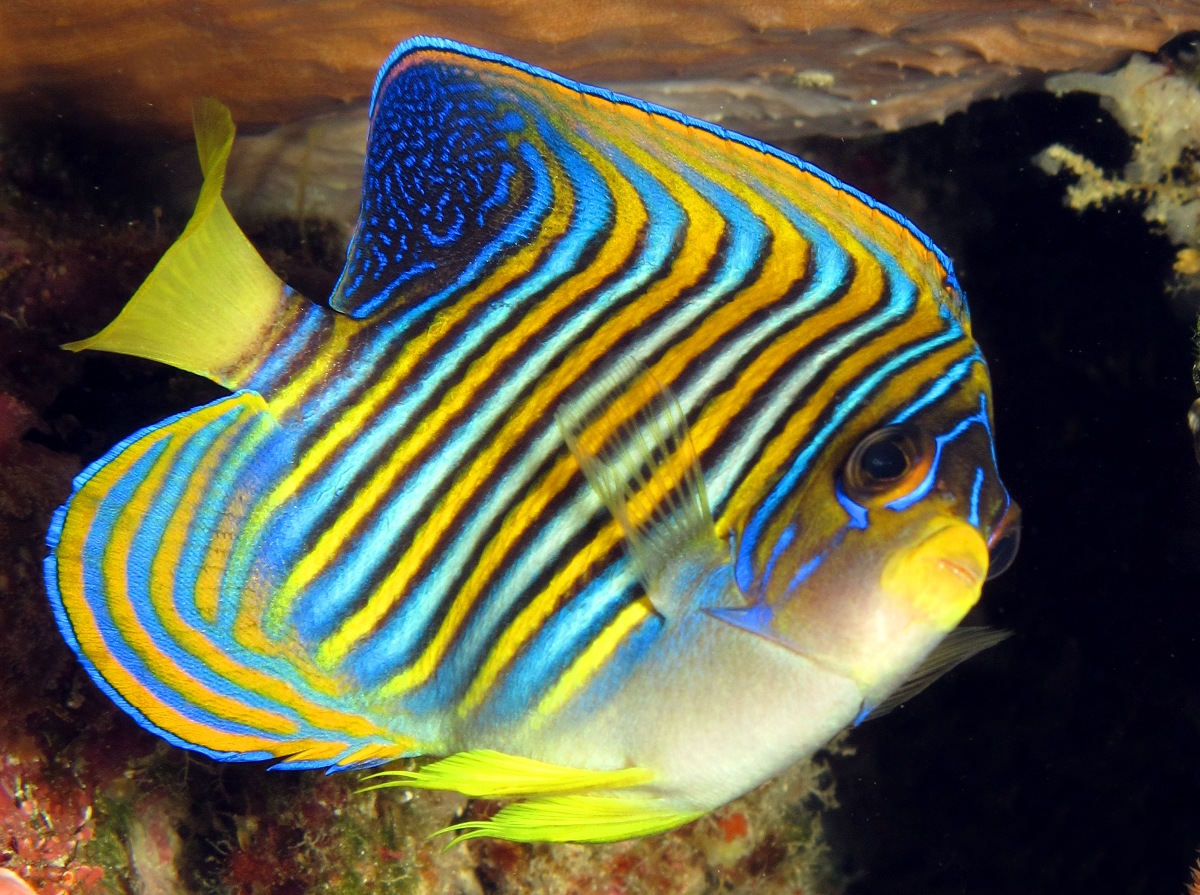 Regal Angelfish - Pygoplites diacanthus