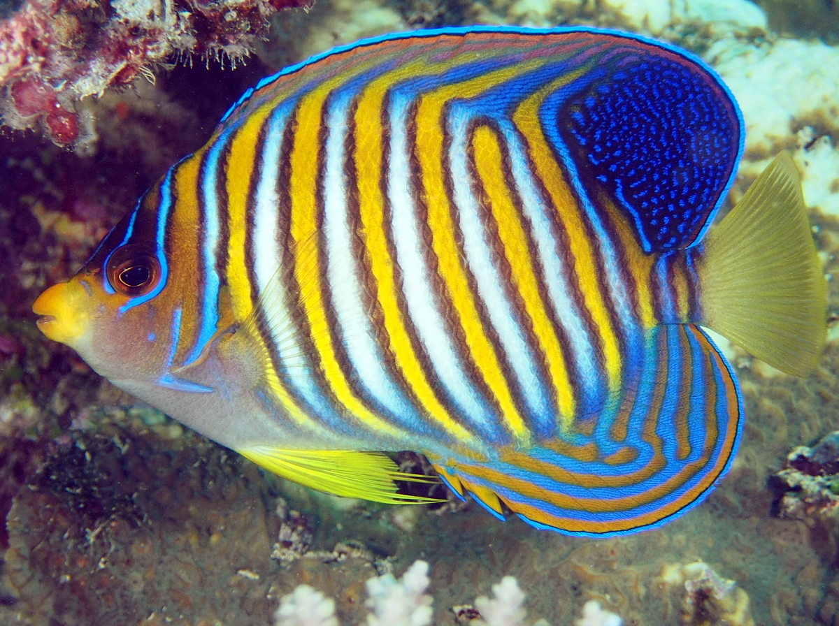 Regal Angelfish - Pygoplites diacanthus