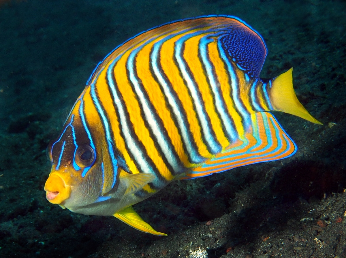 Regal Angelfish - Pygoplites diacanthus