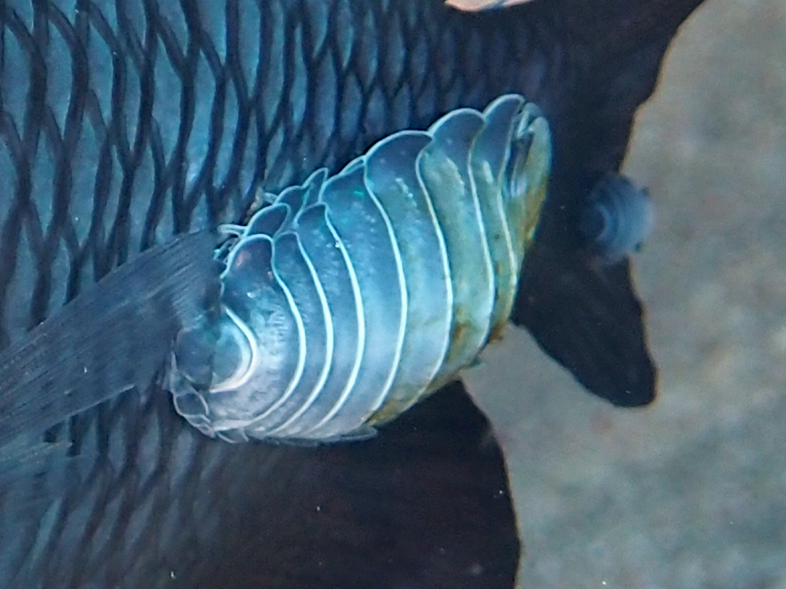 Damselfish Isopod - Renocila ovata